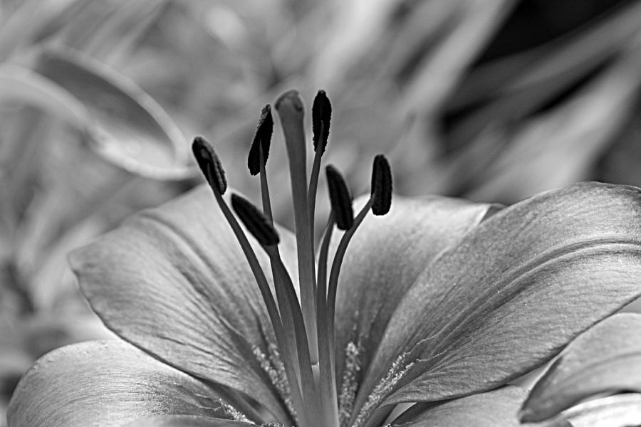 Grey Lily Photograph by Linda Foakes