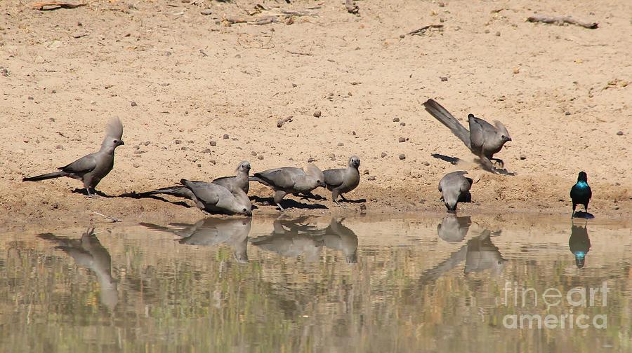 Grey Lourie - Reflection Of A Flock Photograph