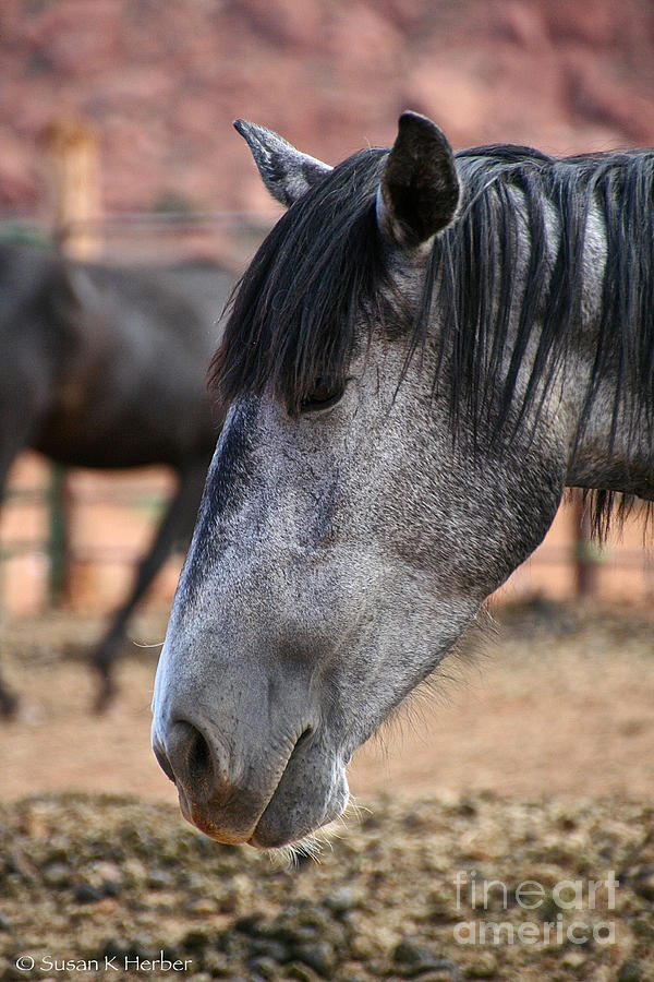 Grey Mare Photograph by Susan Herber