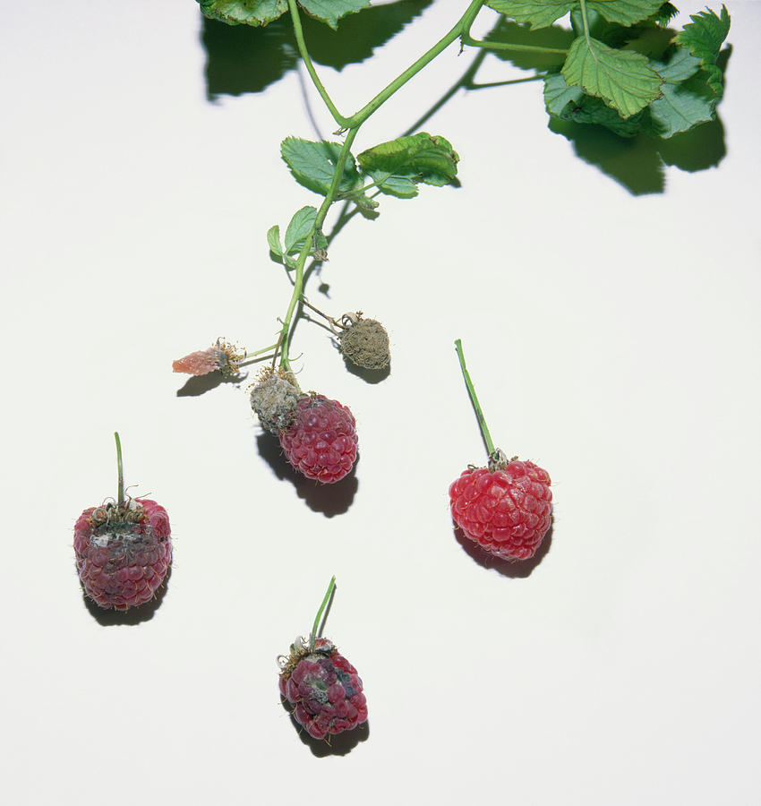 Nature Photograph - Grey Mould On Raspberries by David Roach/science Photo Library