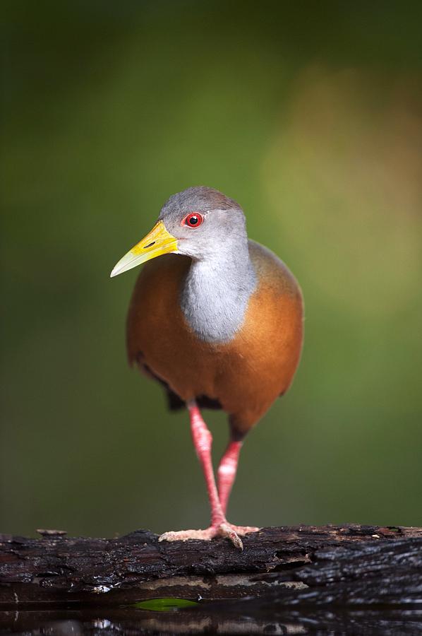 Animal Photograph - Grey-necked wood rail by water by Science Photo Library