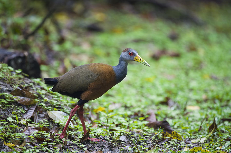 Grey-necked Wood-rail Costa Rica Photograph by Konrad Wothe
