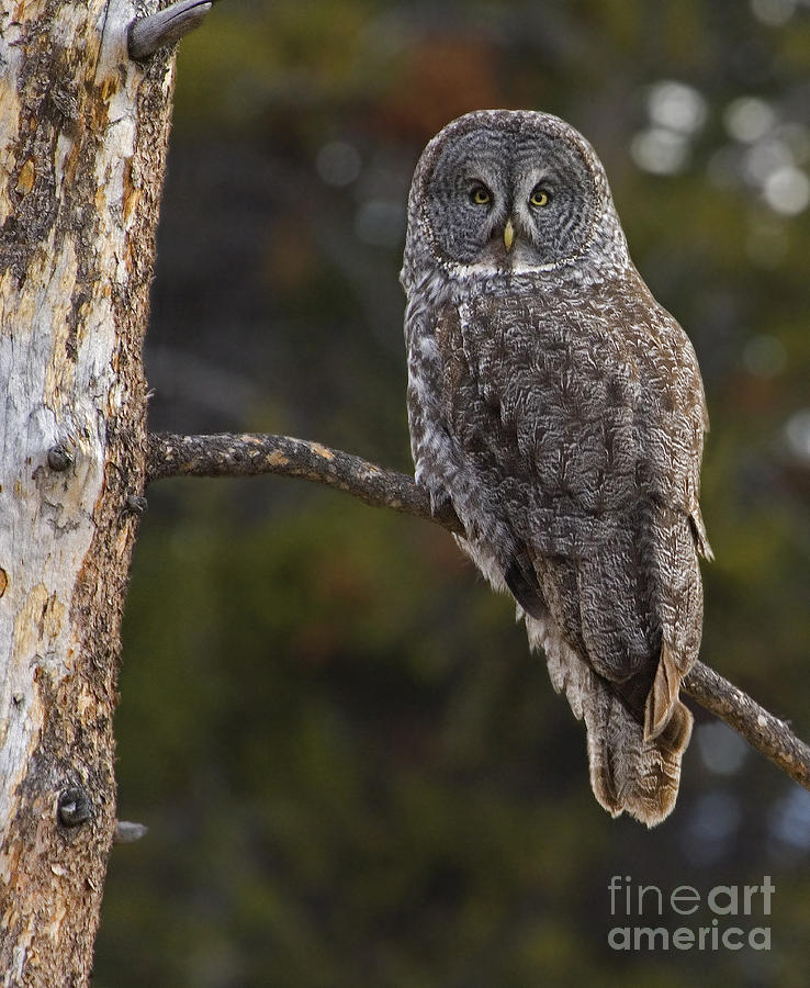 Grey Owl On A Branch Photograph