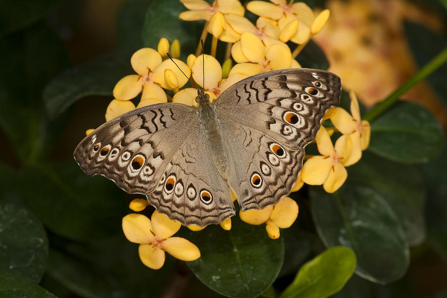 Grey Pansy Butterfly Arizona Photograph by Tom Vezo