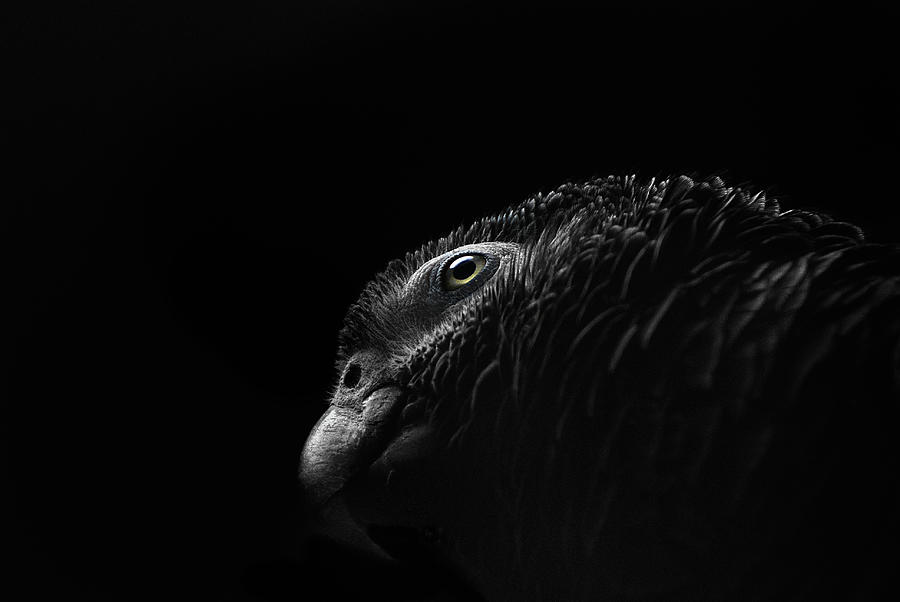 Grey Parrot Photograph by © Christian Meermann