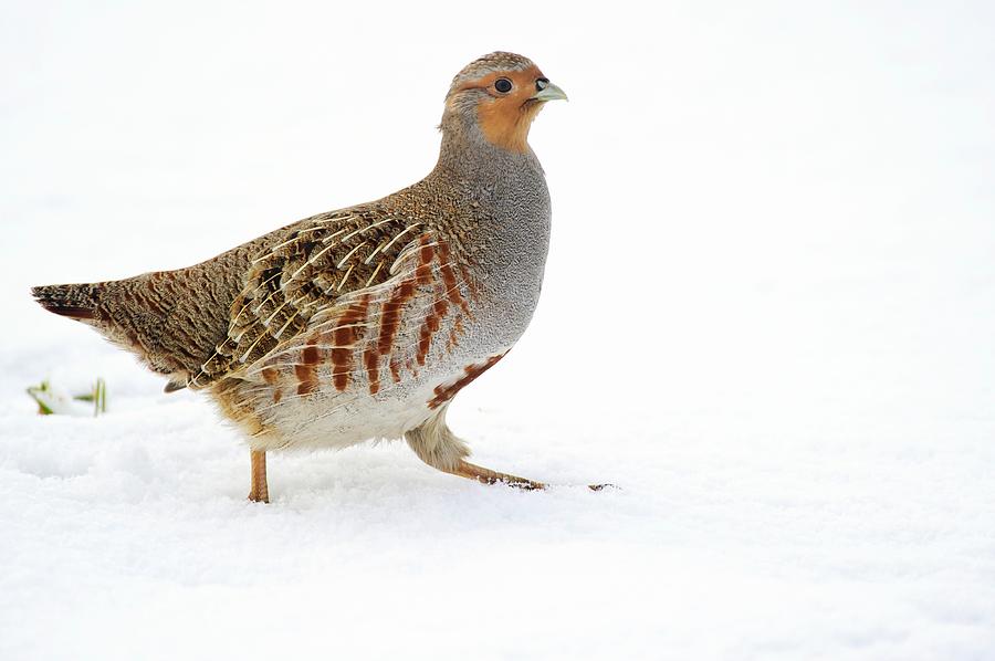 Nature Photograph - Grey Partridge In Snow by Bildagentur-online/mcphoto-rolfes/science Photo Library