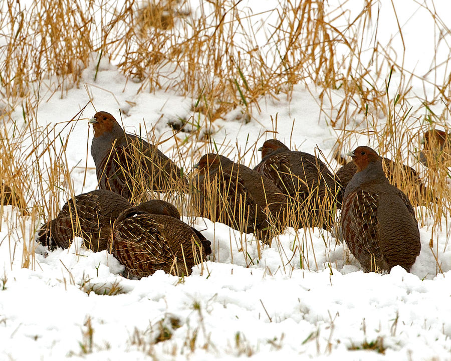 Grey Partridge in snow Photograph by Paul Scoullar