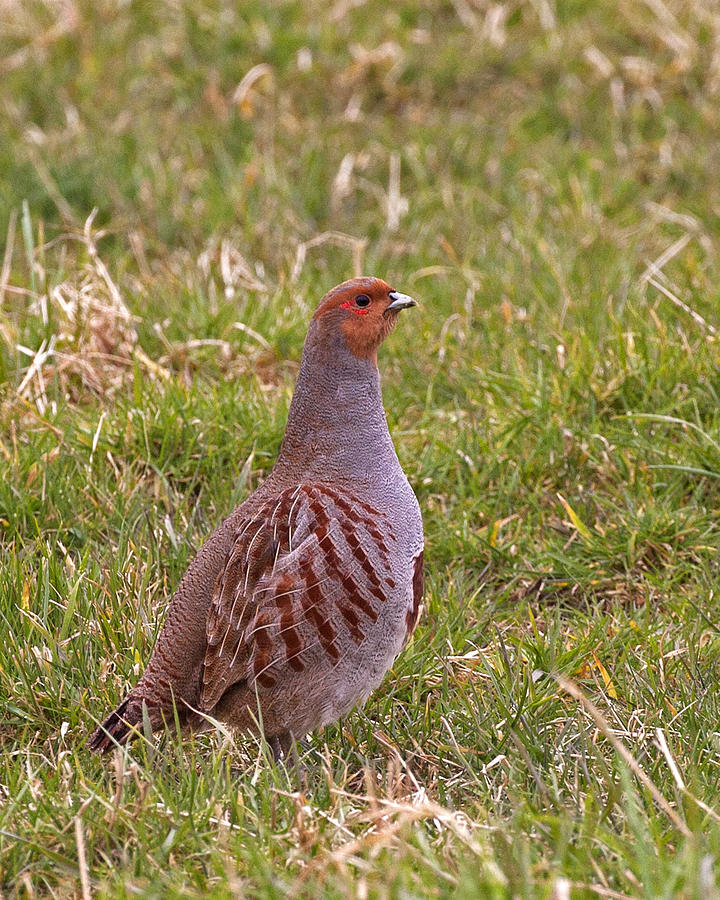 Grey Partridge Photograph by Paul Scoullar