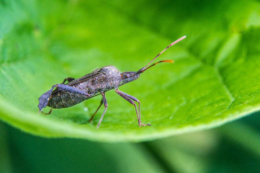 Grey Plant Bug Searching Photograph by Douglas Barnett | Fine Art America