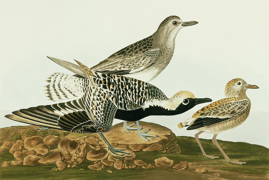 John James Audubon Photograph - Grey Plover by Natural History Museum, London/science Photo Library