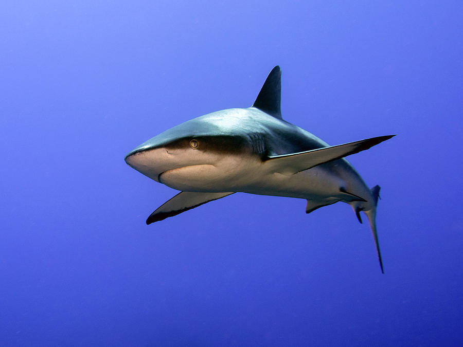 Grey Reef Shark  (carcharhinus Amblyrhynchos) Photograph by Ilan Ben Tov