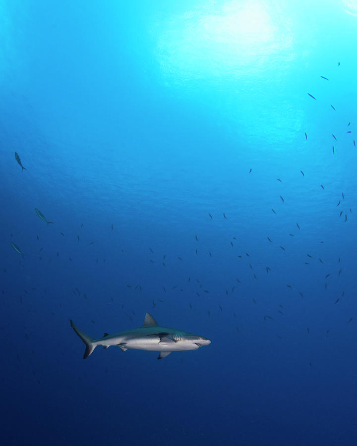 Grey Reef Shark Outside The Barrier Photograph by Brandi Mueller