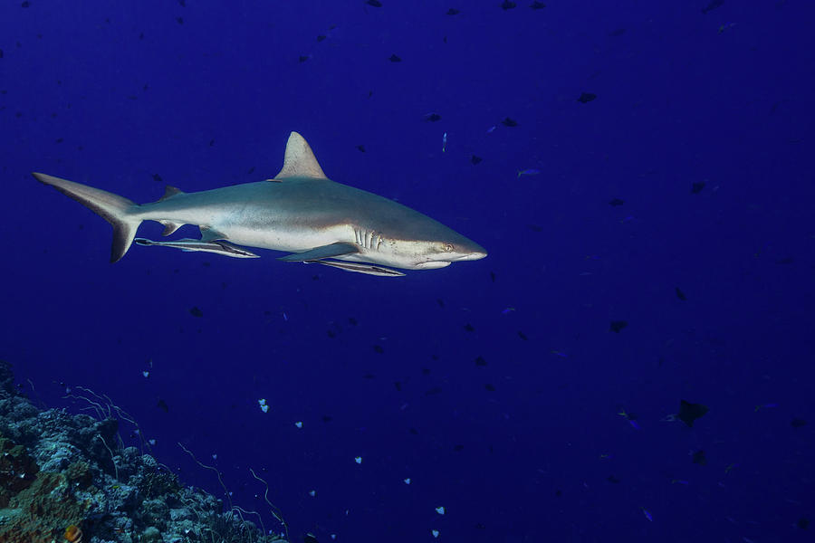 Grey Reef Shark With Remoras Attached Photograph By Alessandro Cere 