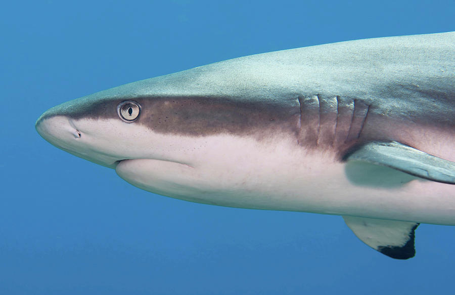 Grey Reef Shark, Yap, Micronesia Photograph by Andreas Schumacher ...