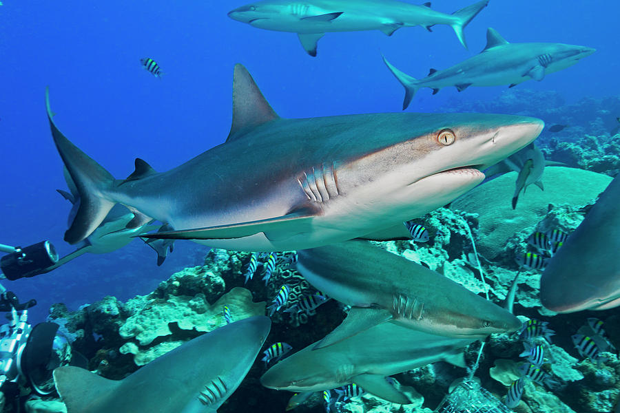 Grey Reef Sharks  Carcharhinus Photograph by Dave Fleetham