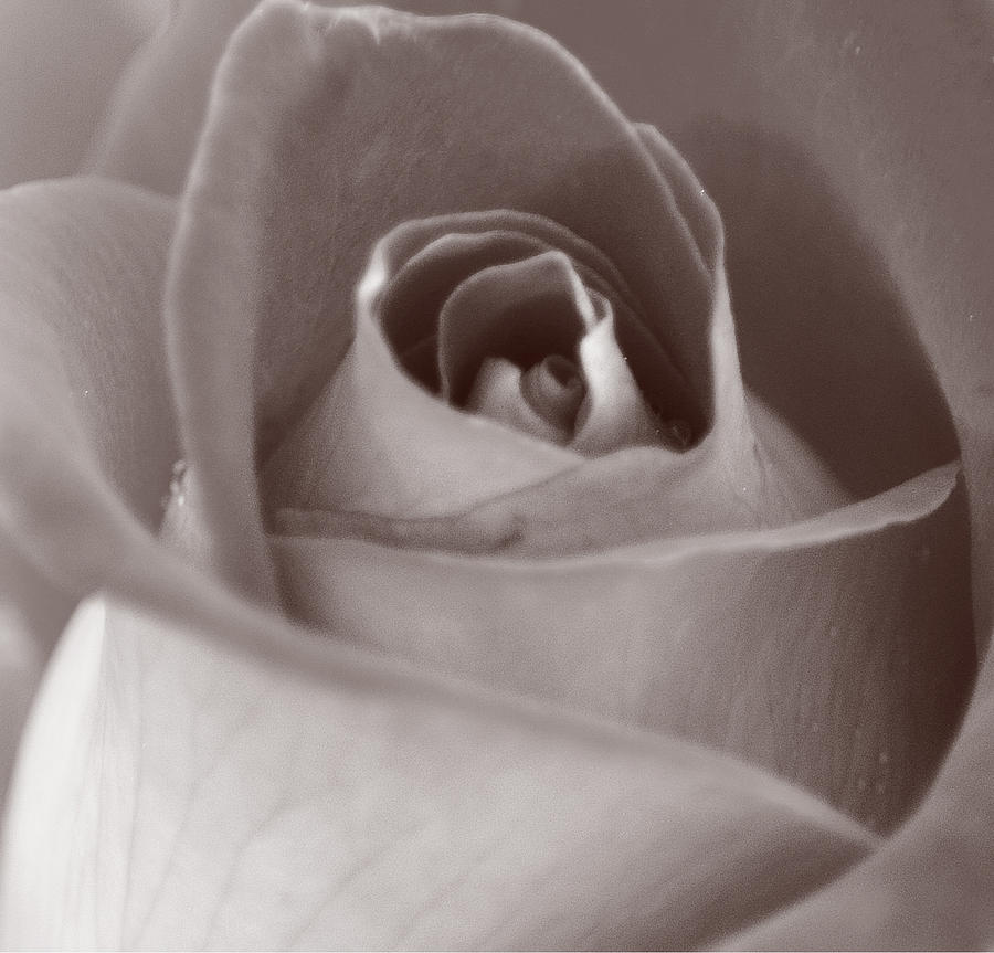 Grey Rose Photograph by Joan Han