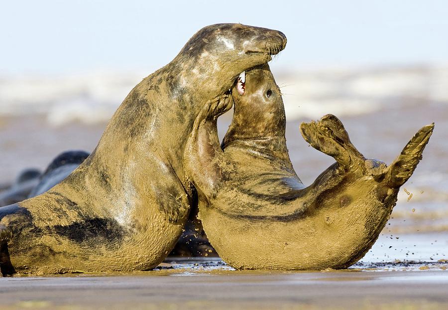 Grey Seal Aggression Photograph by John Devries/science Photo Library