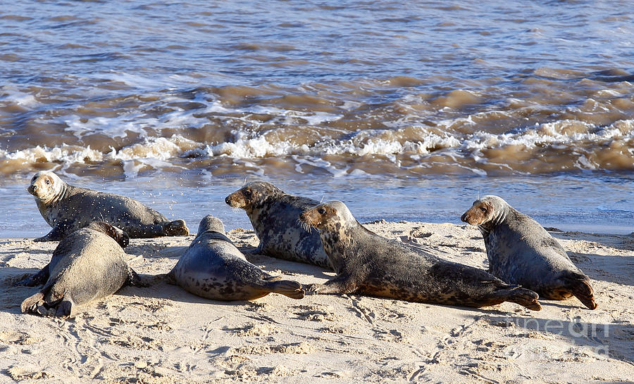 Grey seal colony on Horsey Beach Photograph by Paul Cowan