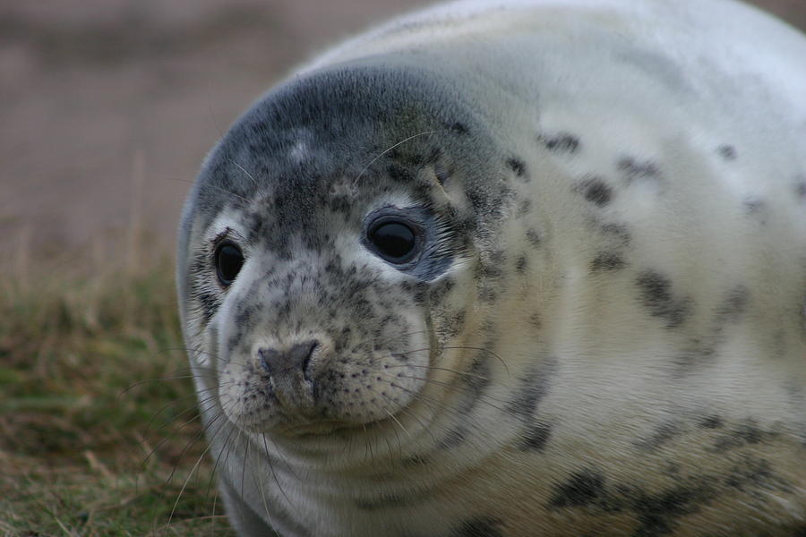 Grey Seal Pup. Photograph