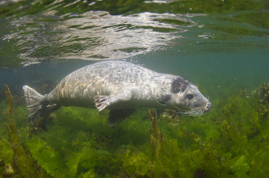 Grey Seal Pup Off Farne Islands Photograph by Jack Perks