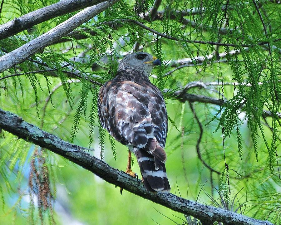 Grey Shouldered Hawk Photograph by Kicking Bear  Productions