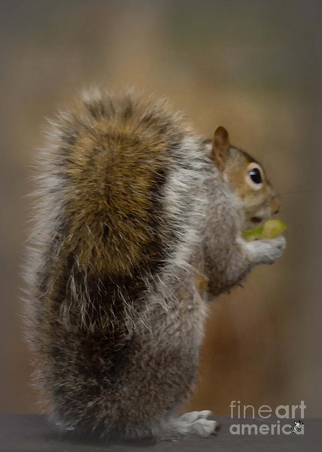 Grey Squirrel 1 Photograph by Sandra Clark