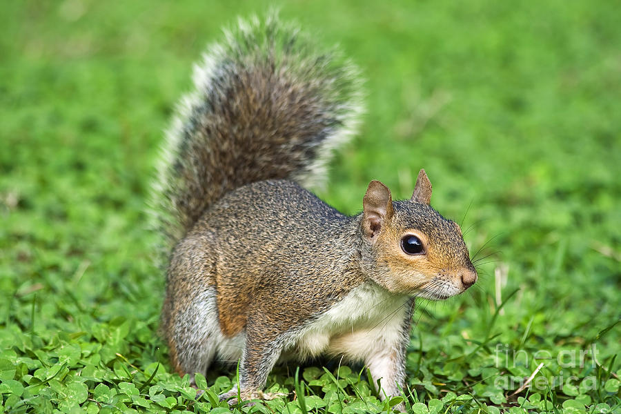 Grey Squirrel Photograph by Antonio Scarpi