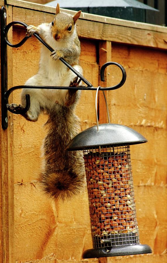 grey bird feeder