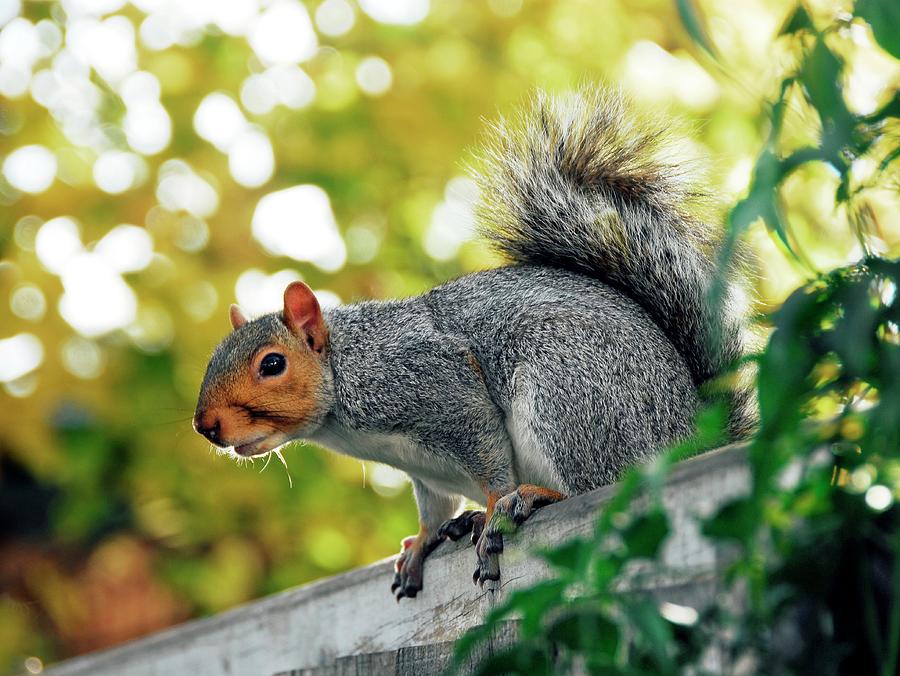 Grey Squirrel Photograph by Cordelia Molloy/science Photo Library - Pixels