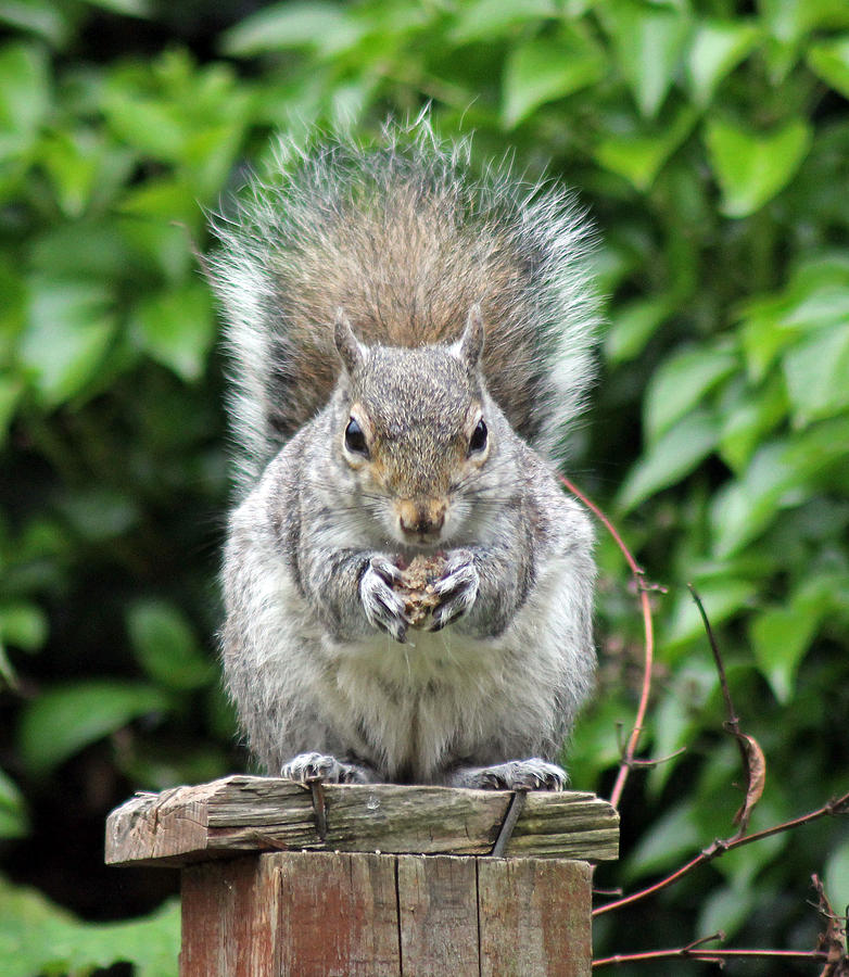 Grey squirrel eating Photograph by Tony Murtagh