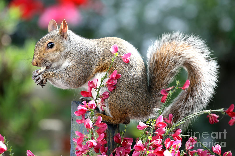 Grey Squirrel in the Broom Flowers Photograph by Terri Waters