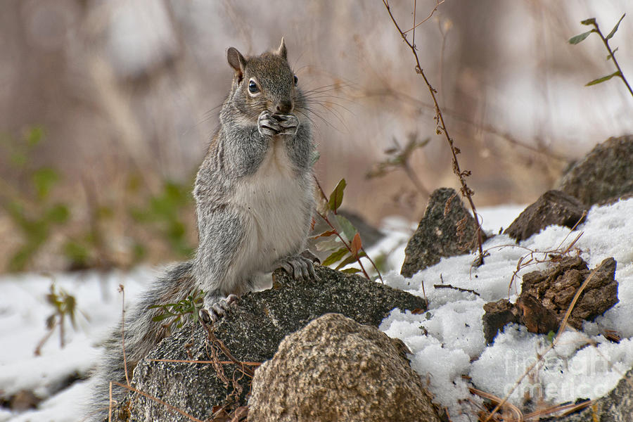 Grey Squirrel In The Snow Photograph by K D Graves