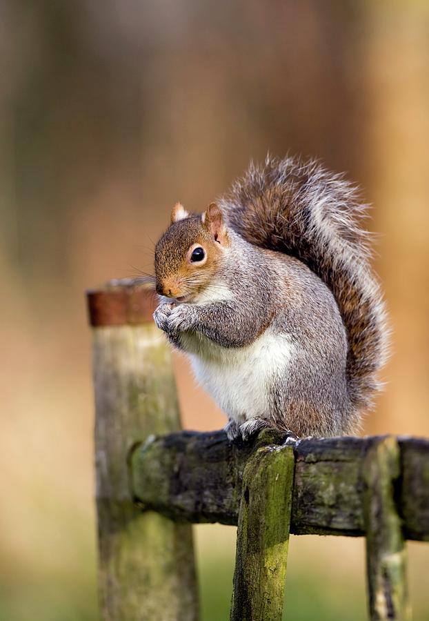 Nature Photograph - Grey Squirrel by John Devries/science Photo Library