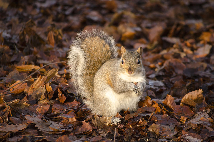 Grey squirrel Photograph by Spikey Mouse Photography