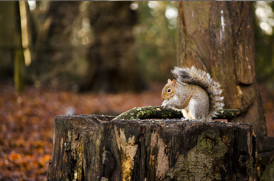 Grey Squirrel on a Stump Photograph by Spikey Mouse Photography