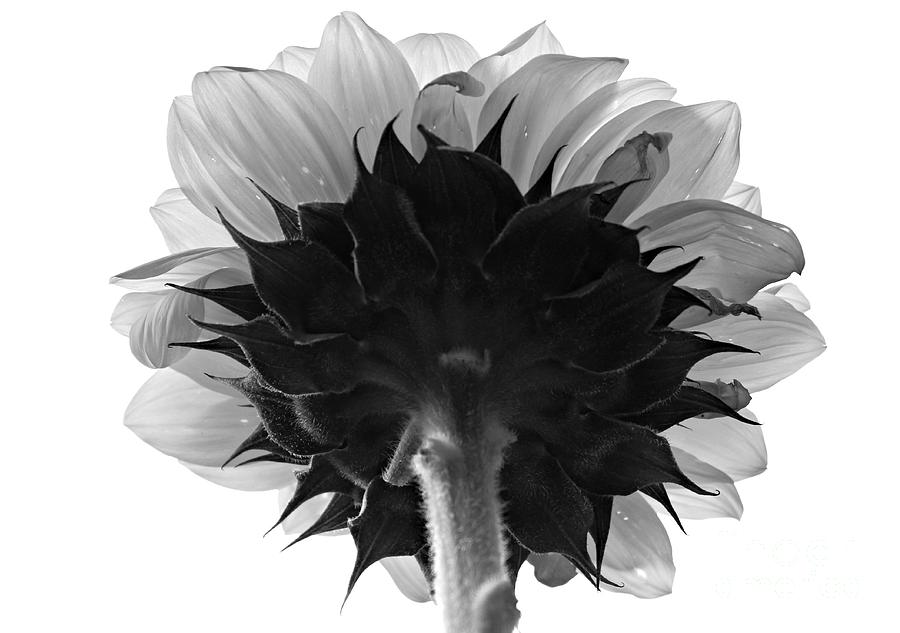 Grey Sunflower Photograph by Clare Bevan