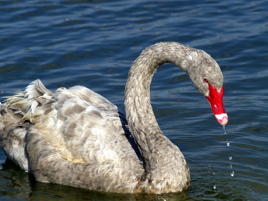 Wildlife Photograph - Grey Swan by Robert Engelbrecht Wildlife Photograph - Grey Swan by Robert Engelbrecht
