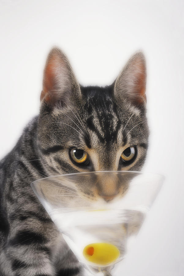 Martini Photograph - Grey Tabby Cat Drinking by Thomas Kitchin & Victoria Hurst