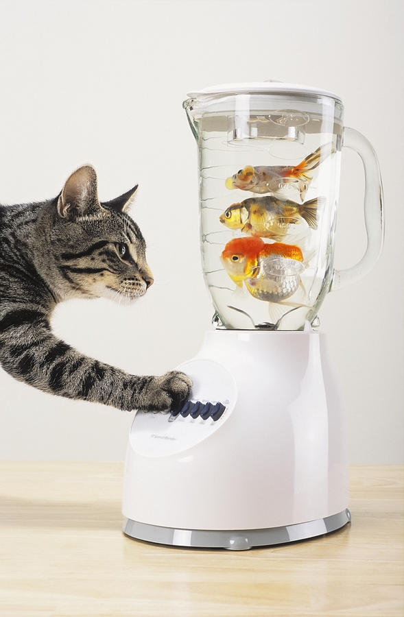 Fish Photograph - Grey Tabby Cat With Paw On Blender by Thomas Kitchin & Victoria Hurst
