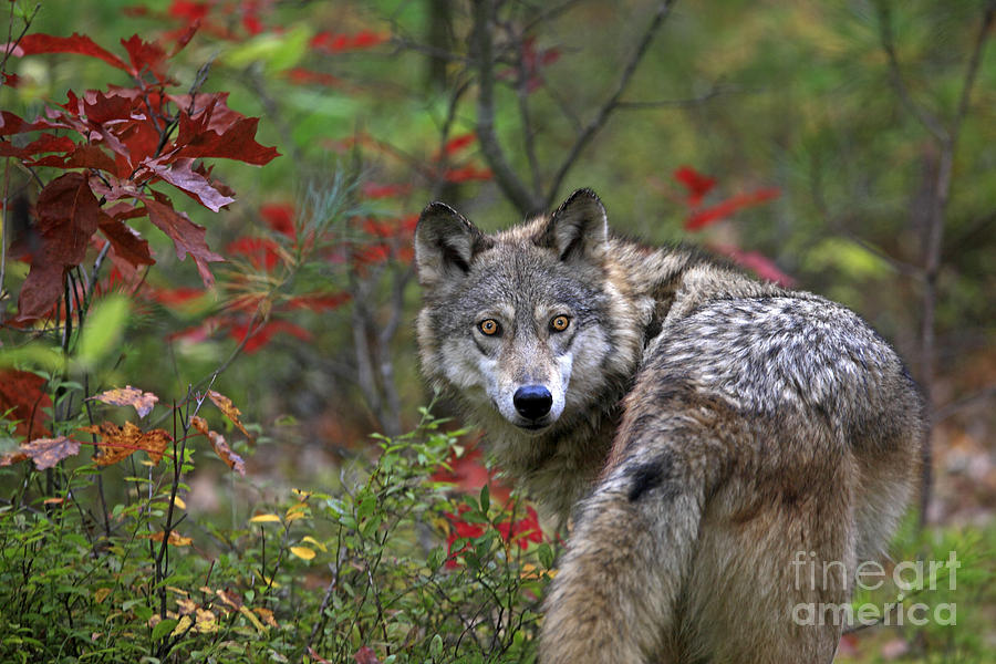 Grey Timber Wolf, Canis Lupus Photograph by M. Watson