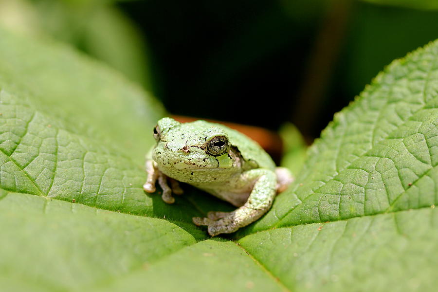 Grey Tree Frog Photograph by David Pickett
