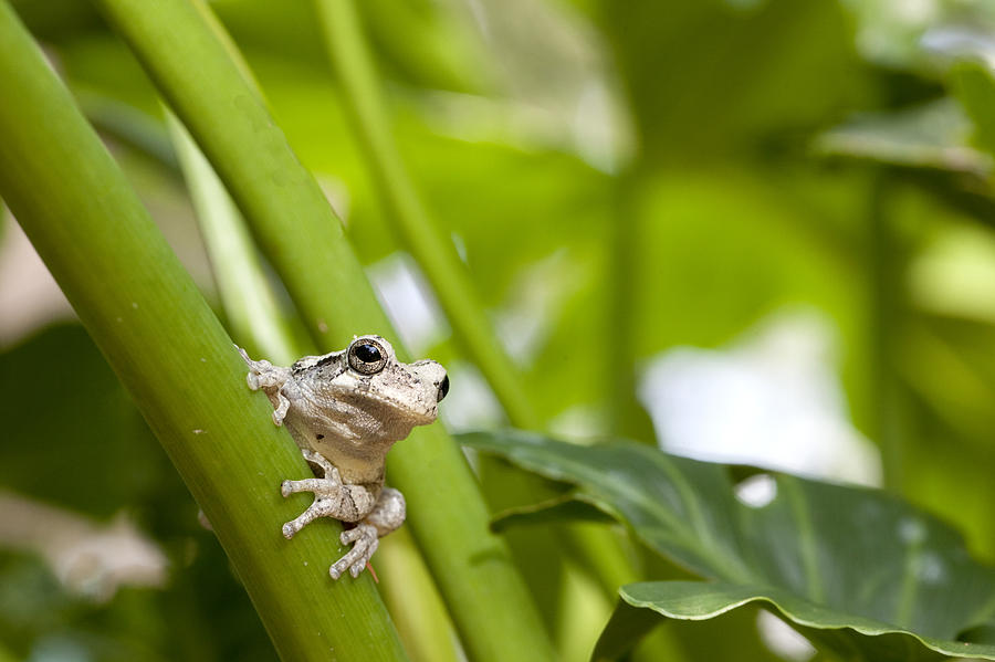 Grey Tree Frog Photograph by Robert Camp