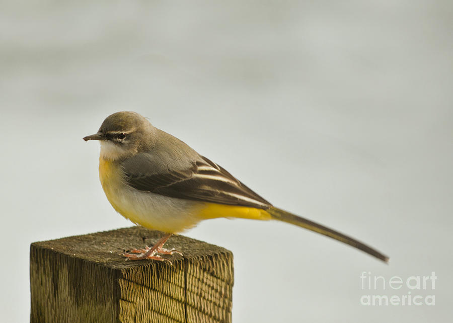 Grey Wagtail/Motacilla cinerea Photograph by Linsey Williams