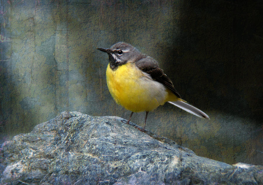 Grey wagtail Motacilla cinerea Photograph by Perry Van Munster