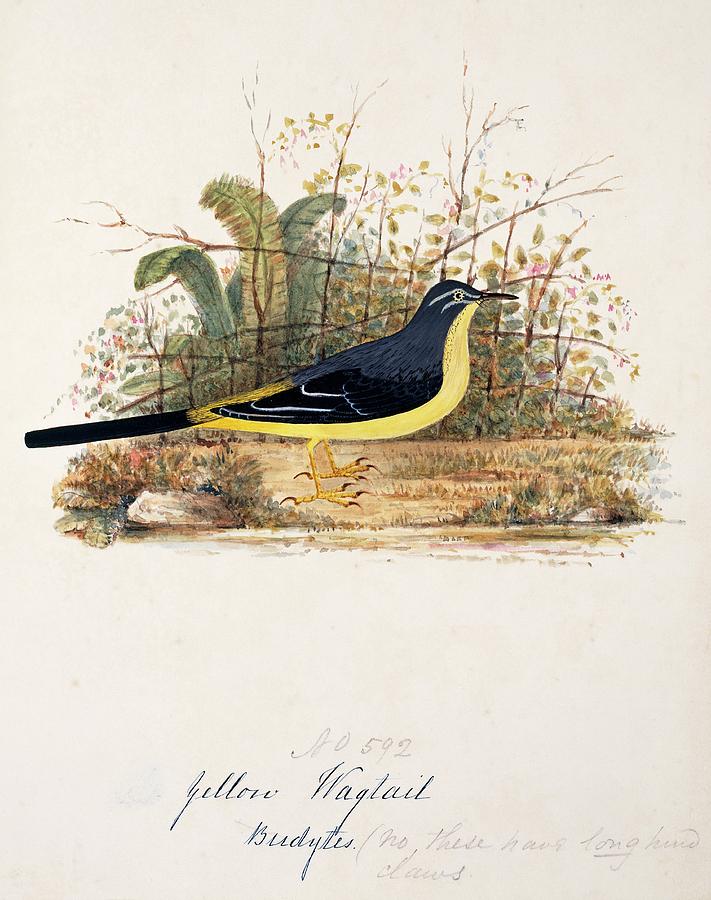 Grey Wagtail Photograph by Natural History Museum, London/science Photo Library