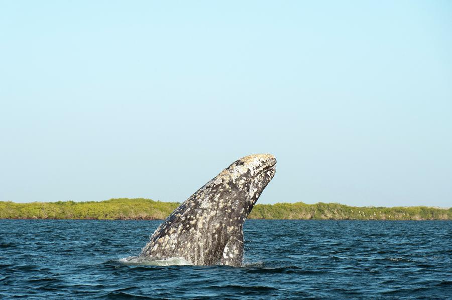 Grey Whale Breaching Photograph by Christopher Swann/science Photo Library