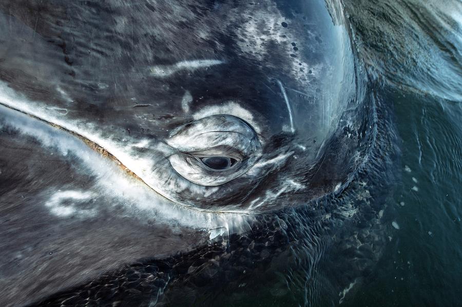 Grey Whale Eye Photograph by Christopher Swann/science Photo Library