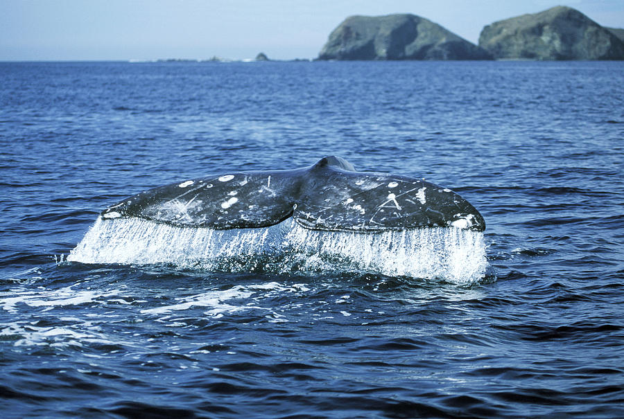 Grey Whale Tail Photograph by M. Watson