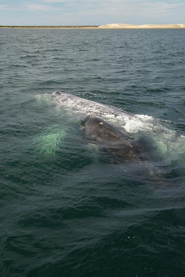 Grey Whale With Calf Photograph by Christopher Swann/science Photo Library