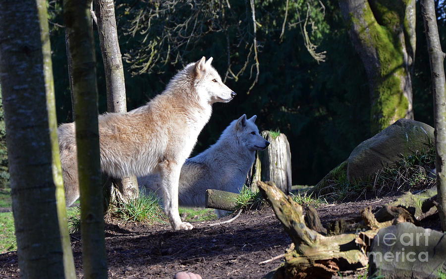Grey Wolf alert Photograph by Frank Larkin